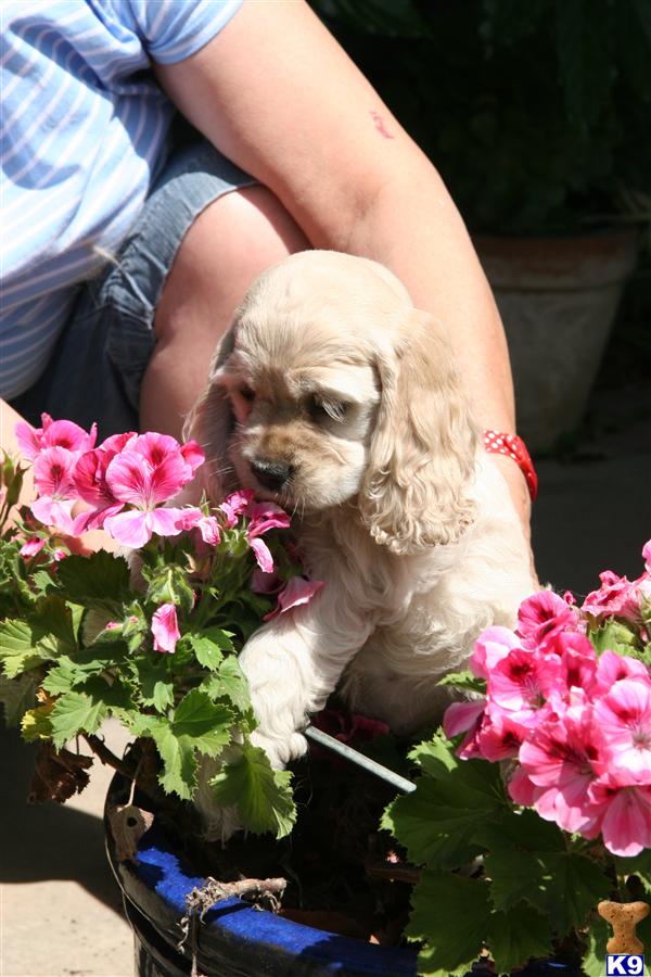 Puppies in Sacramento